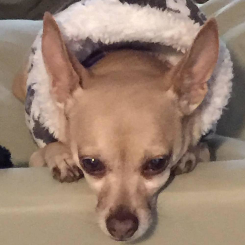 Meet your Posher, Paula